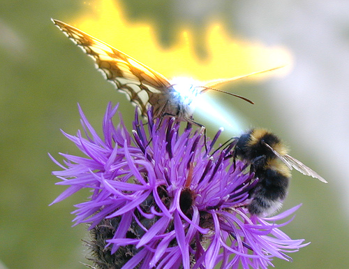 Artists get to make cool things like a bee shooting a butterfly with its eyeball lasers flikr / flikr