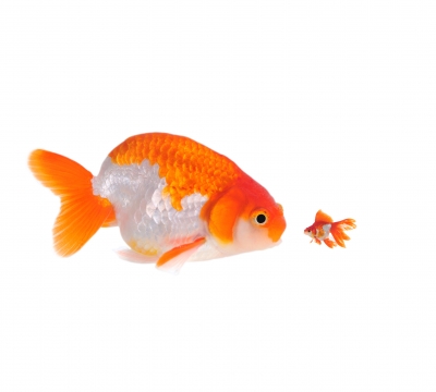 Big and Small Goldfish